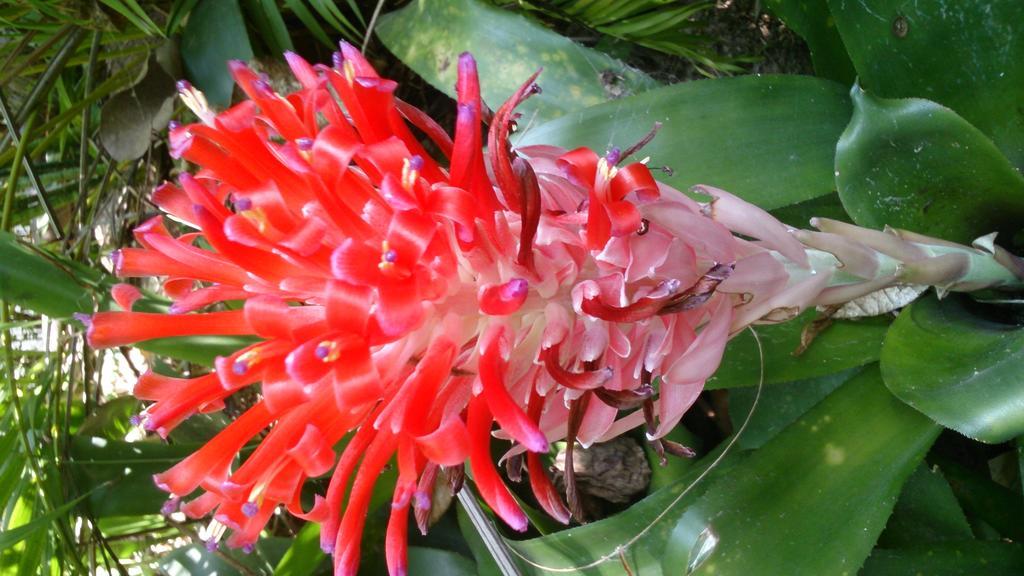 Flora And Fauna Mirissa Extérieur photo